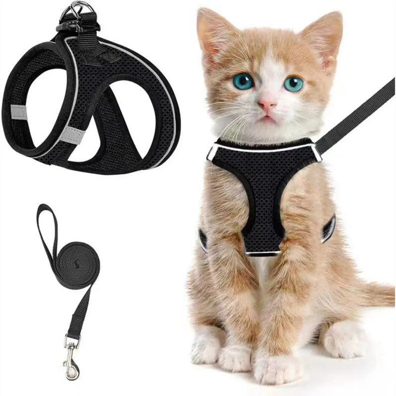 Svart kattsele med koppel och kattunge på vit bakgrund