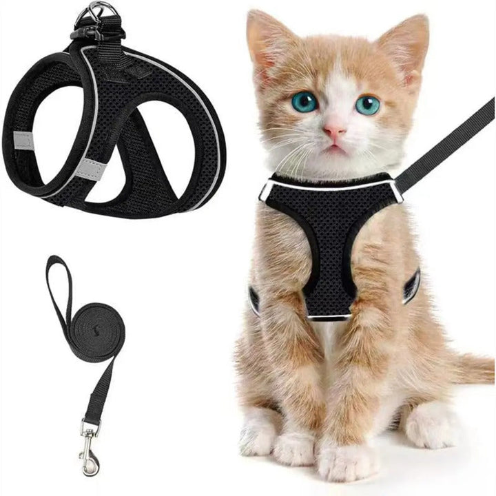 Svart kattsele med koppel och kattunge på vit bakgrund