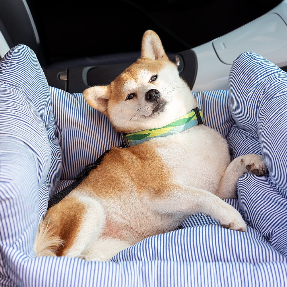 Närbild av hund i randigt hundbilssäte